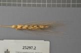 Click for 1 image(s) for this accession. Spike